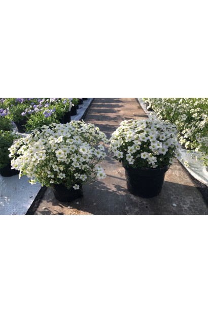 Камень Айс Корал Перл Уайт горшок С5